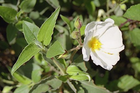 Gignac-Rustrel (Vaucluse), 10 juin 2004