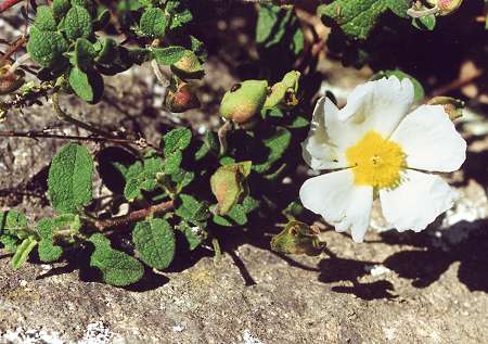 Le Mazel (Gard), 18 avril 2000