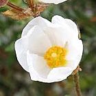 Ciste visqueux
