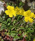 Hélianthème alpestre
