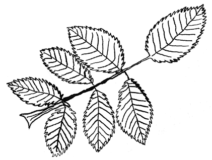Encre de Chine