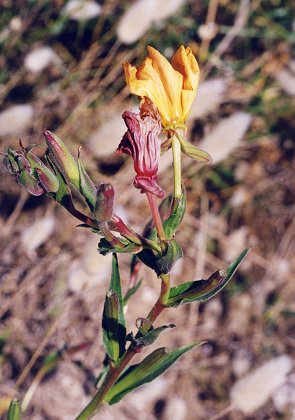 Pointe d'Arcay (Vende), 5 juillet 2000